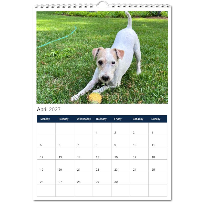 Jack Russell Terrier 2027 Calendars