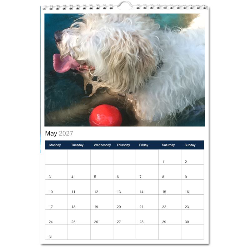 Jack Russell Terrier 2027 Calendars