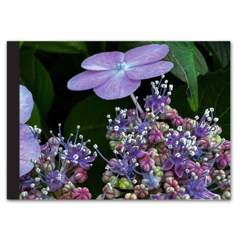 Soft Photo Books -Flowers Of Plenty- Edition One