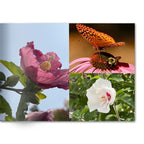 Soft Photo Books -Flowers Of Plenty- Edition One