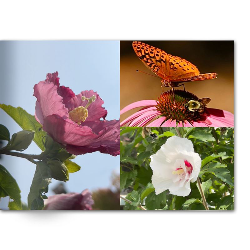 Soft Photo Books -Flowers Of Plenty- Edition One