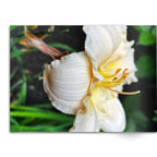 Soft Photo Books -Flowers Of Plenty- Edition One