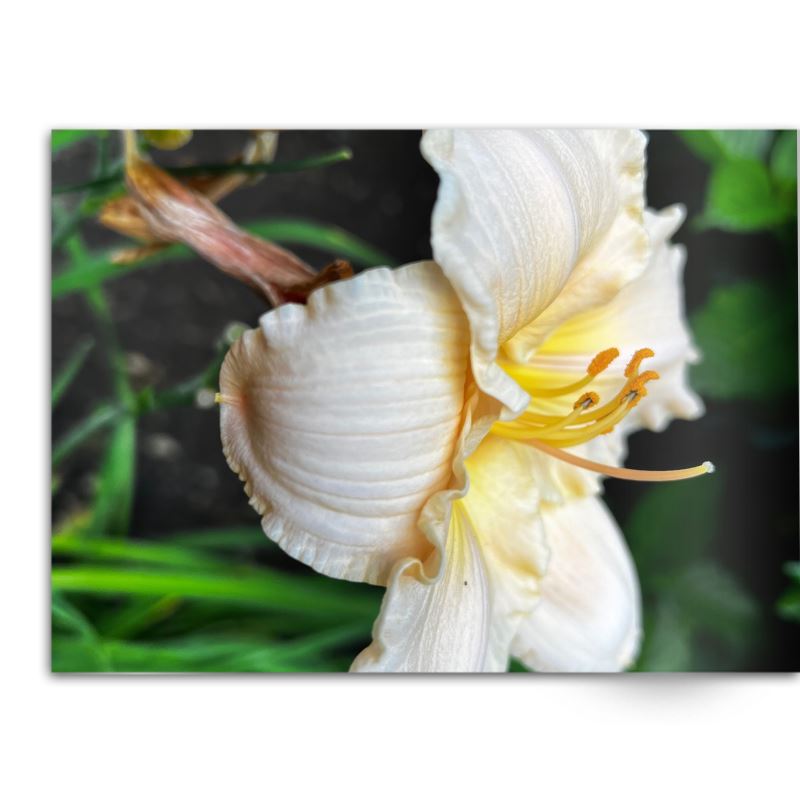 Soft Photo Books -Flowers Of Plenty- Edition One