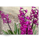Soft Photo Books -Flowers Of Plenty- Edition One