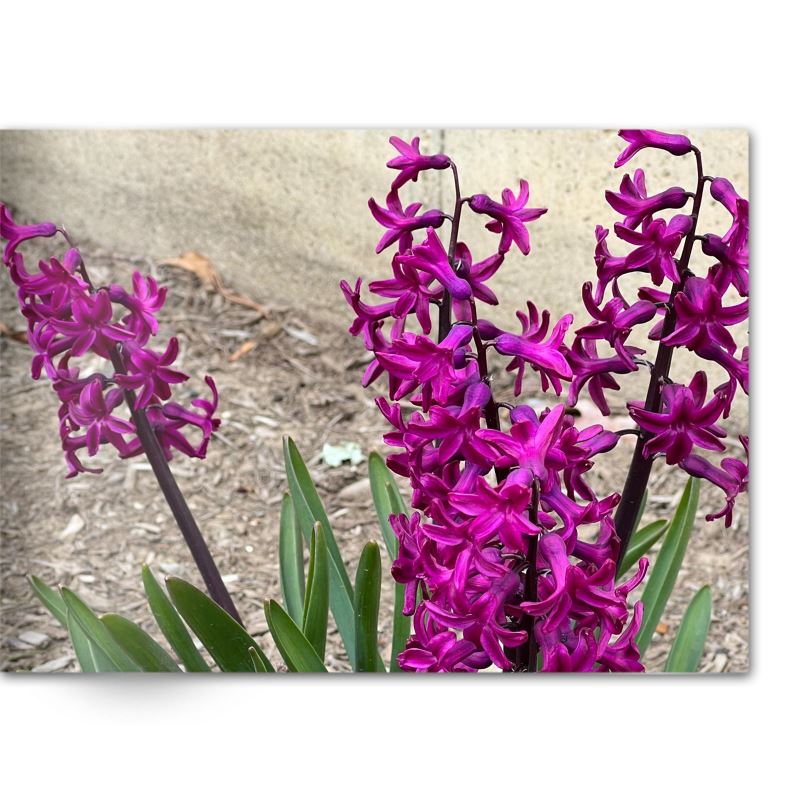 Soft Photo Books -Flowers Of Plenty- Edition One