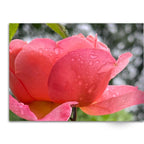 Soft Photo Books -Flowers Of Plenty- Edition One