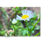 Soft Photo Books -Flowers Of Plenty- Edition One