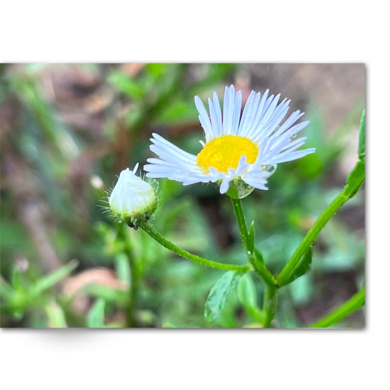 Soft Photo Books -Flowers Of Plenty- Edition One