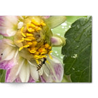 Soft Photo Books -Flowers Of Plenty- Edition One