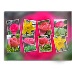 Soft Photo Books -Flowers Of Plenty- Edition One