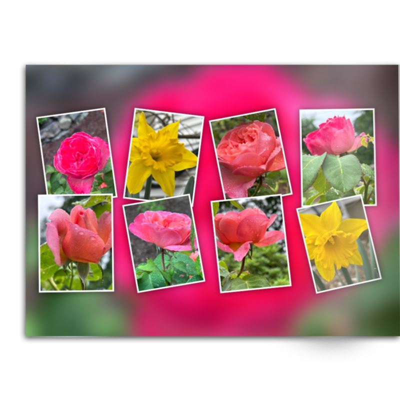 Soft Photo Books -Flowers Of Plenty- Edition One