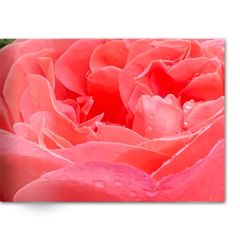 Soft Photo Books -Flowers Of Plenty- Edition One