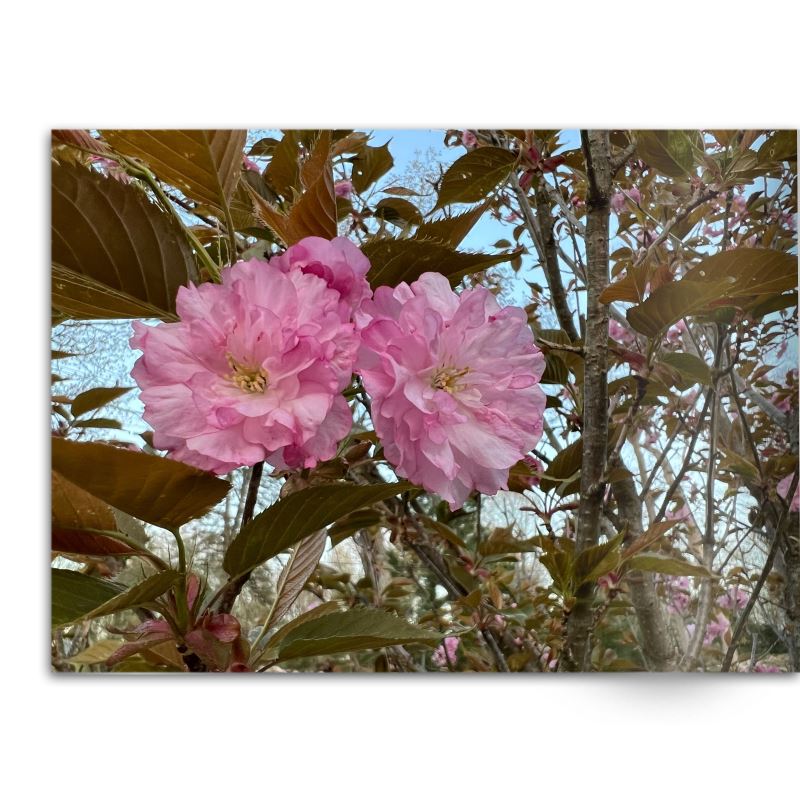 Soft Photo Books -Flowers Of Plenty- Edition One