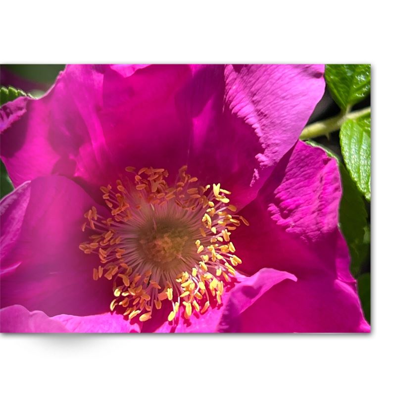 Soft Photo Books -Flowers Of Plenty- Edition One