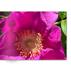 Soft Photo Books -Flowers Of Plenty- Edition One