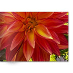 Soft Photo Books -Flowers Of Plenty- Edition One