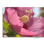 Soft Photo Books -Flowers Of Plenty- Edition One
