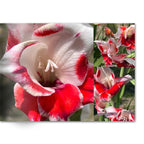 Soft Photo Books -Flowers Of Plenty- Edition One