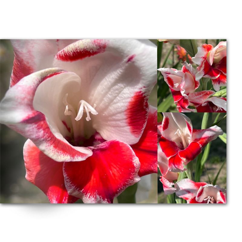 Soft Photo Books -Flowers Of Plenty- Edition One