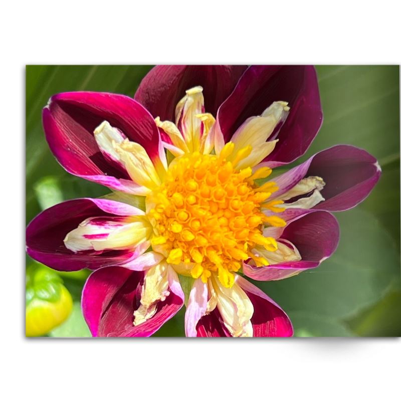 Soft Photo Books -Flowers Of Plenty- Edition One