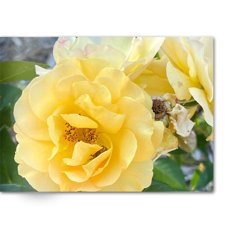 Soft Photo Books -Flowers Of Plenty- Edition One