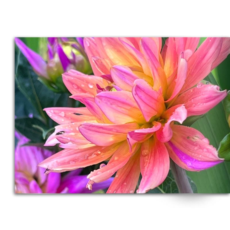 Soft Photo Books -Flowers Of Plenty- Edition One
