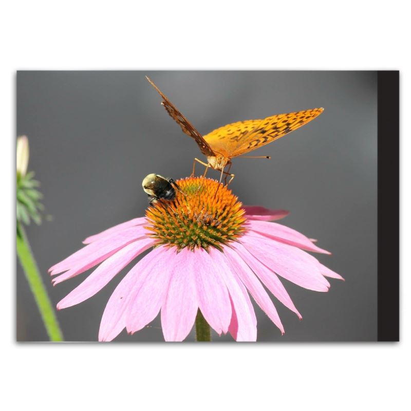 Soft Photo Books -Flowers Of Plenty- Edition One