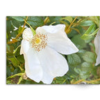 Soft Photo Books -Flowers Of Plenty- Edition One