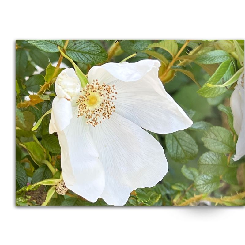 Soft Photo Books -Flowers Of Plenty- Edition One