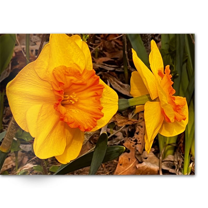 Soft Photo Books -Flowers Of Plenty- Edition One