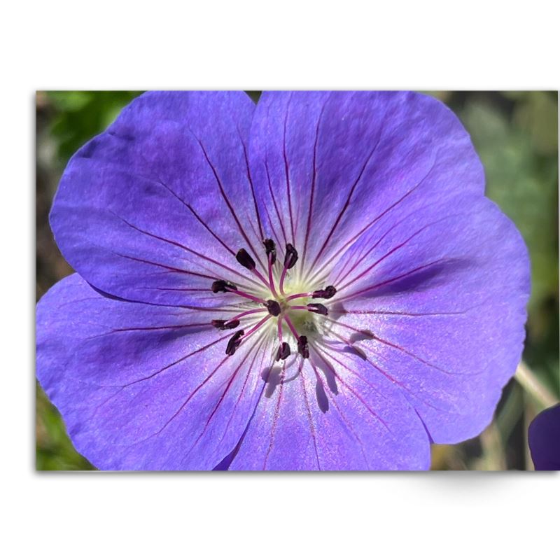 Soft Photo Books -Flowers Of Plenty- Edition One