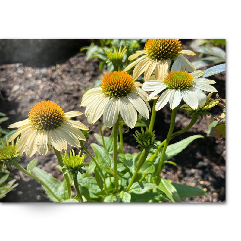 Soft Photo Books -Flowers Of Plenty- Edition One