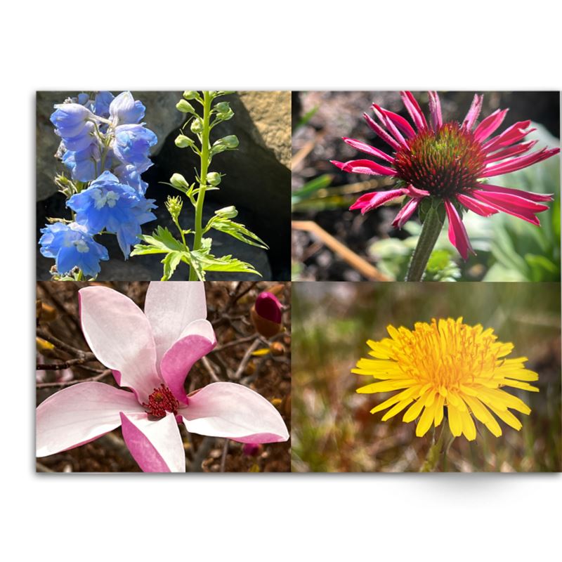 Soft Photo Books -Flowers Of Plenty- Edition One