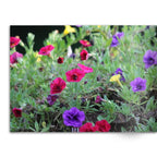 Soft Photo Books -Flowers Of Plenty- Edition One