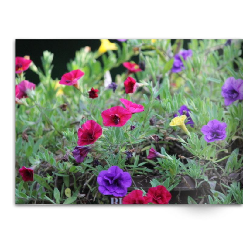 Soft Photo Books -Flowers Of Plenty- Edition One