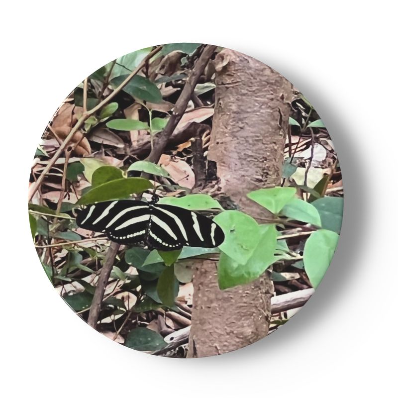 Butterfly and Birds in Nature on 6.5” China Plates