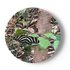 Butterfly and Birds in Nature on 6.5” China Plates