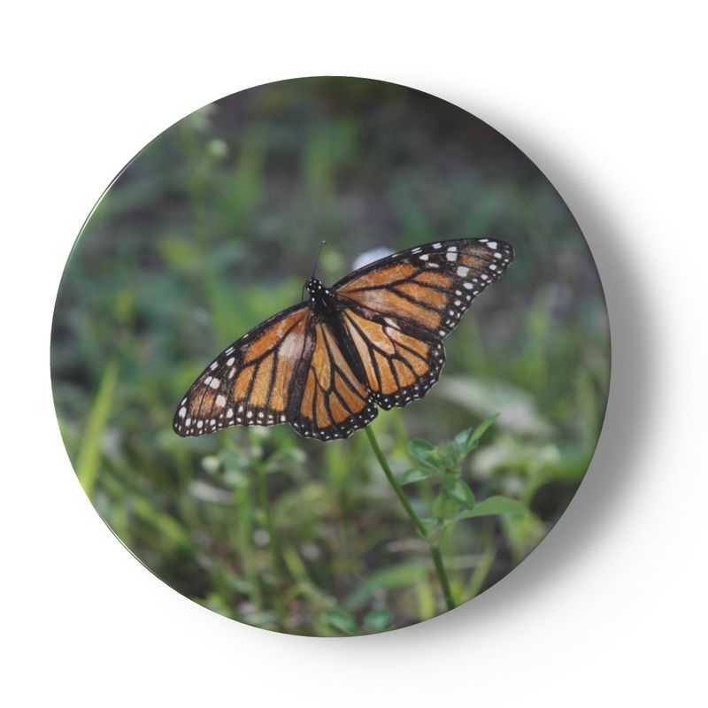 Butterfly and Birds in Nature on 6.5” China Plates