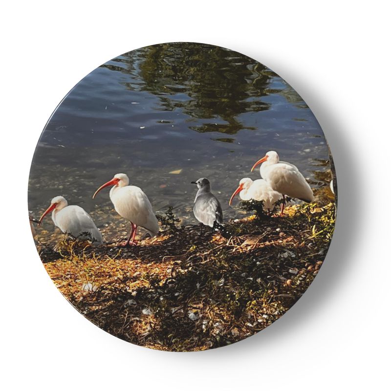 Butterfly and Birds in Nature on 6.5” China Plates