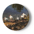 Butterfly and Birds in Nature on 6.5” China Plates