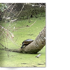 Crafted With Care Photography Soft Cover Photo Books (8.3" x 11.8'')