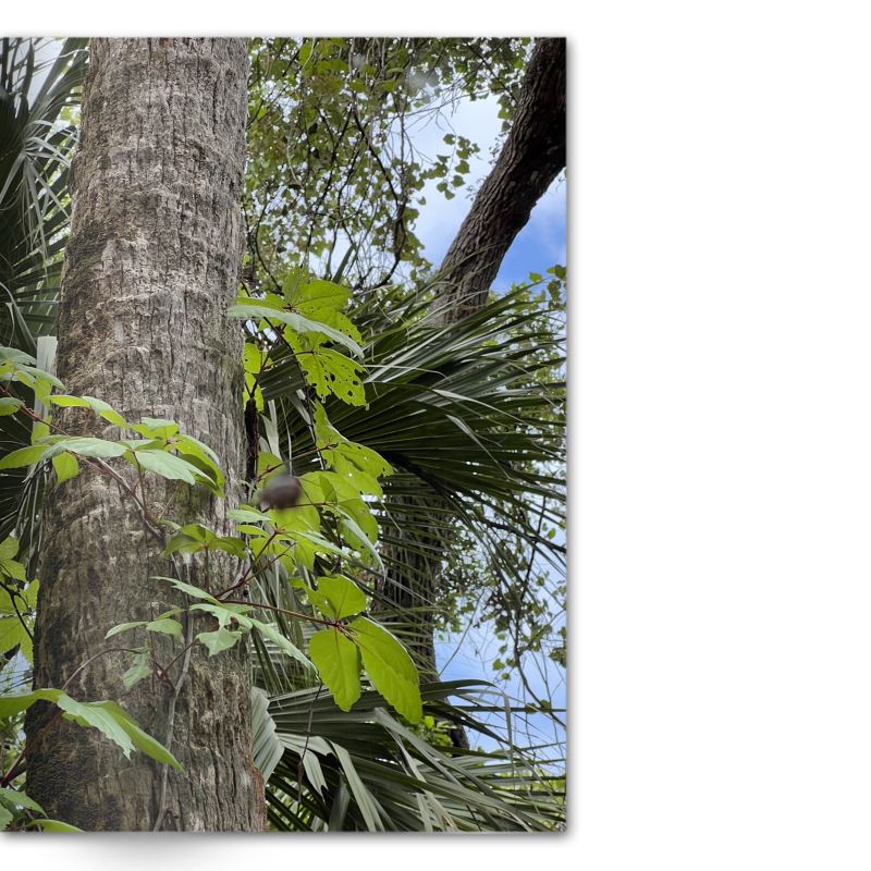 Crafted With Care Photography Soft Cover Photo Books (8.3" x 11.8'')