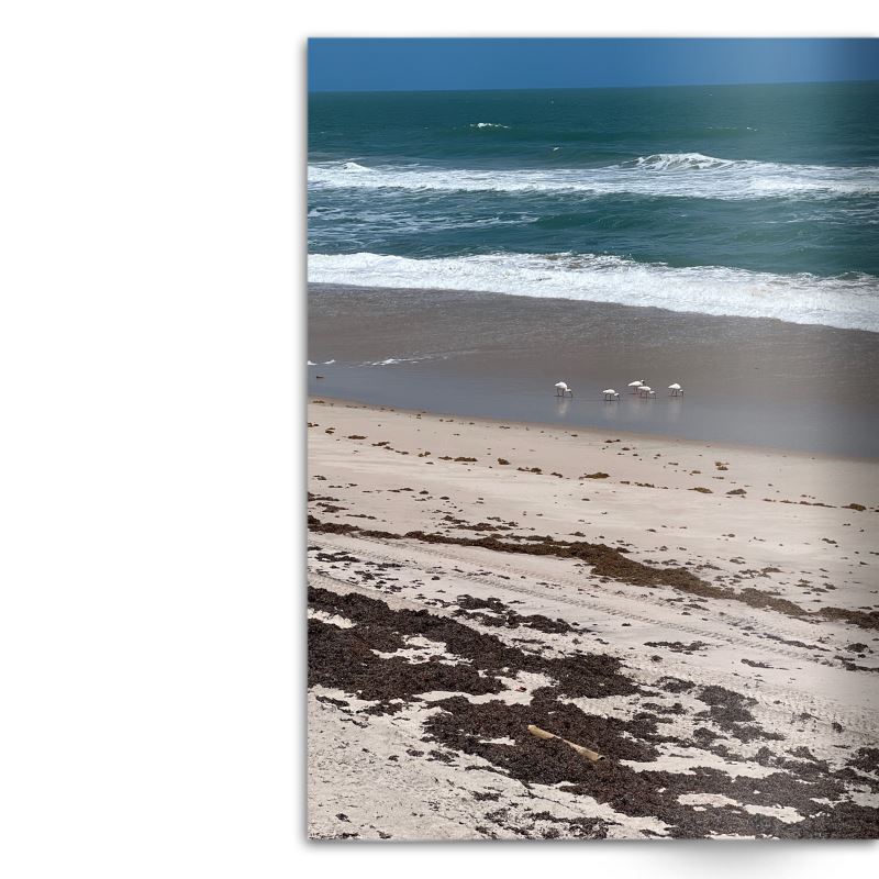 Crafted With Care Photography Soft Cover Photo Books (8.3" x 11.8'')