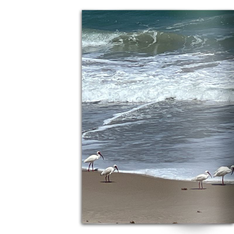 Crafted With Care Photography Soft Cover Photo Books (8.3" x 11.8'')