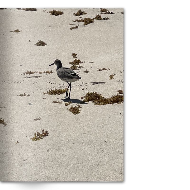 Crafted With Care Photography Soft Cover Photo Books (8.3" x 11.8'')