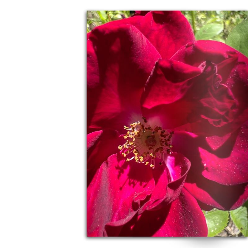 Crafted With Care Photography Soft Cover Photo Books (8.3" x 11.8'')