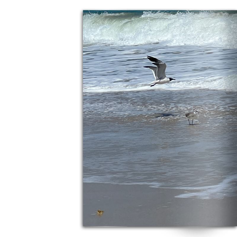 Crafted With Care Photography Soft Cover Photo Books (8.3" x 11.8'')