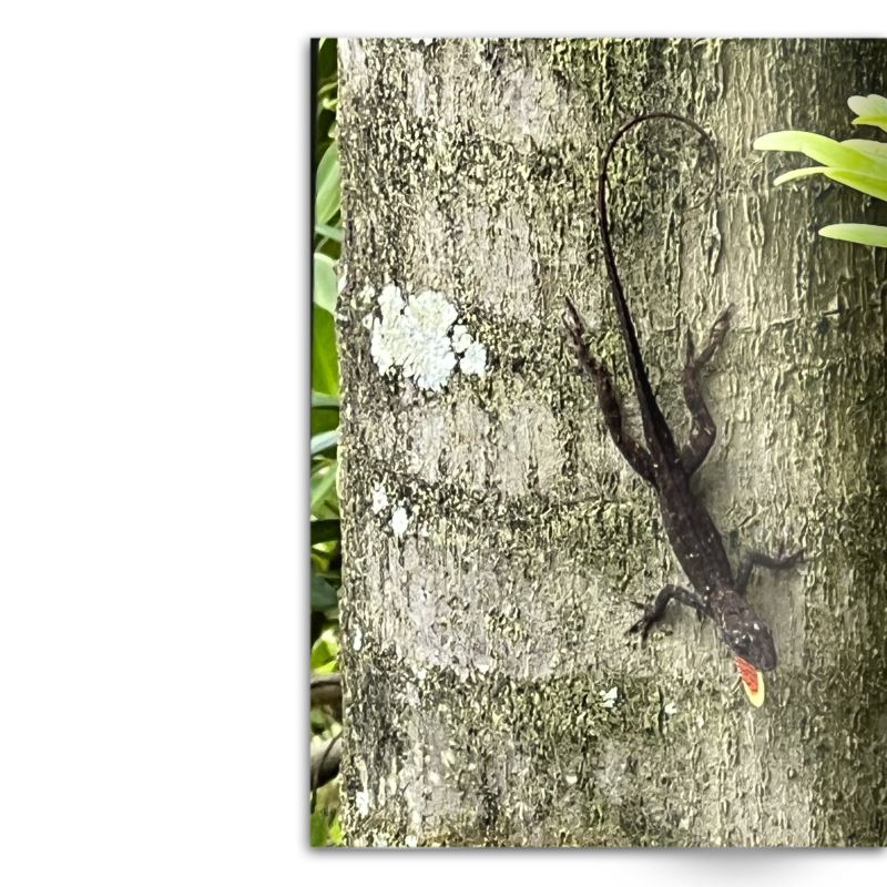 Crafted With Care Photography Soft Cover Photo Books (8.3" x 11.8'')