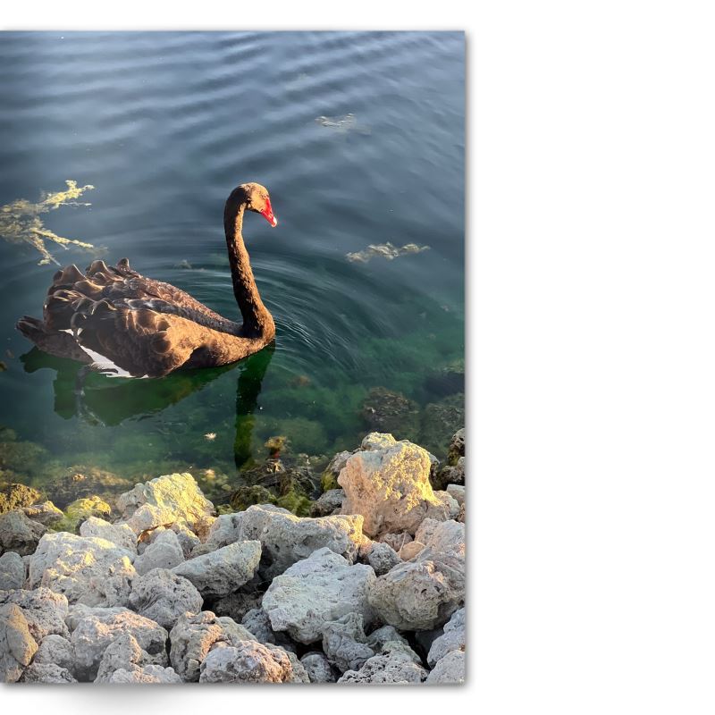 Crafted With Care Photography Soft Cover Photo Books (8.3" x 11.8'')