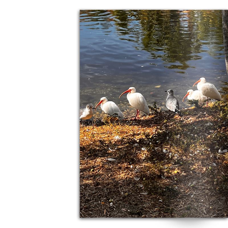 Crafted With Care Photography Soft Cover Photo Books (8.3" x 11.8'')